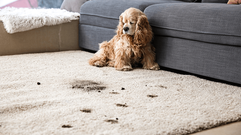 Carpet Maintenance Tips
